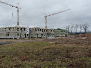 Blumenwiese Unterliederbach - erste graue Blumen