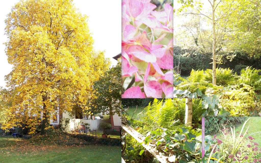 Herbstimpressionen aus dem Garten der Senioreninitiative in der Höchster Gebeschussstraße