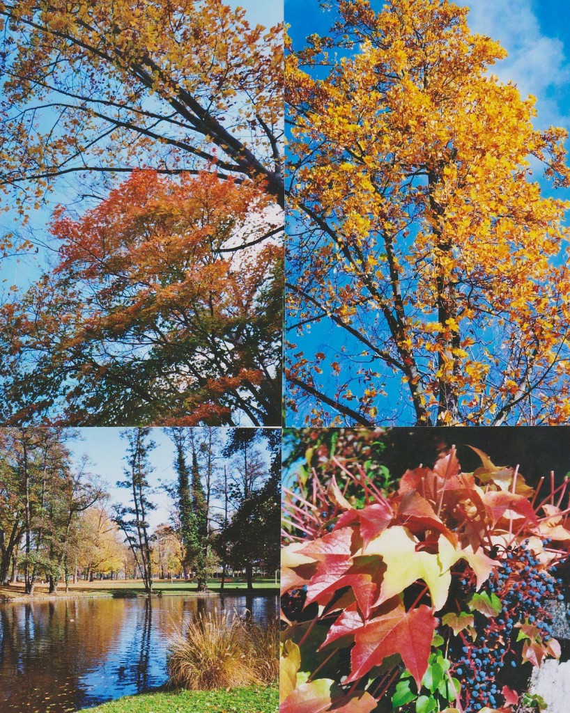 Herbstimpressionen aus dem Höchster Stadtpark