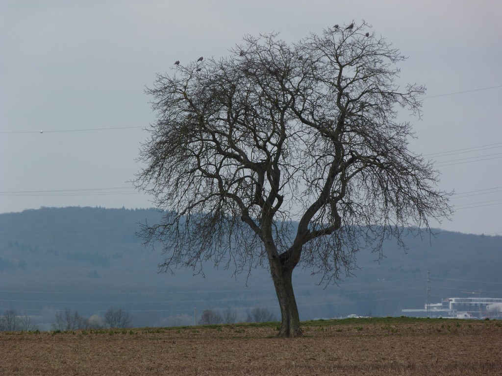 Jeder hat einen Lieblingsbaum - dieser steht (noch) in der Gemarkung Unterliederbach westlich der Parkstadt