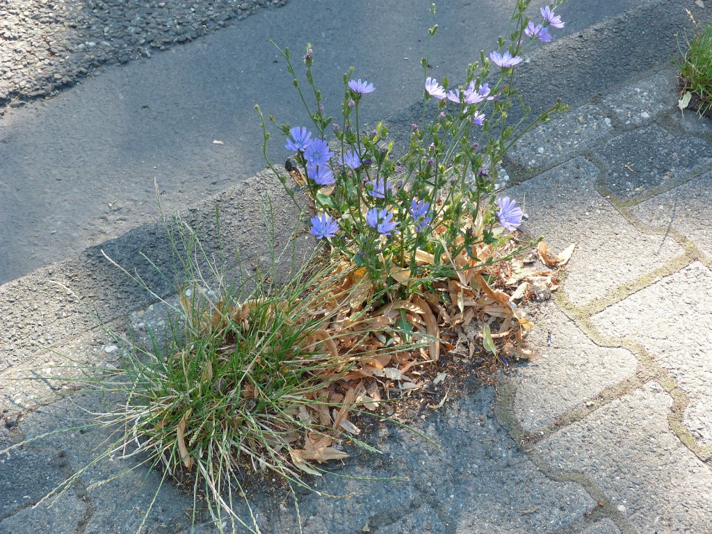 Frankfurt am Main Unterliederbach, Königsteiner Straße 75, Blume am Straßenrand