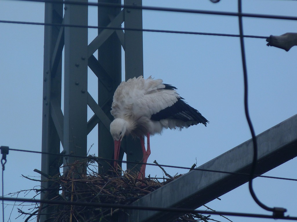 Storch beim Nestbau