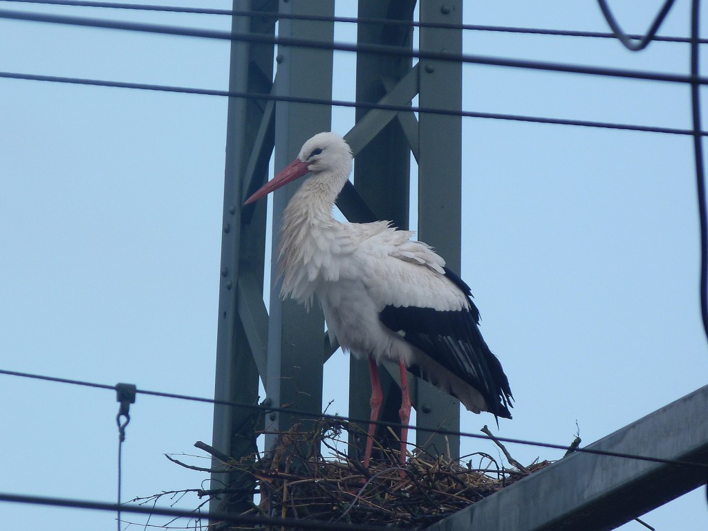 Storch in Groß-Rohrheim