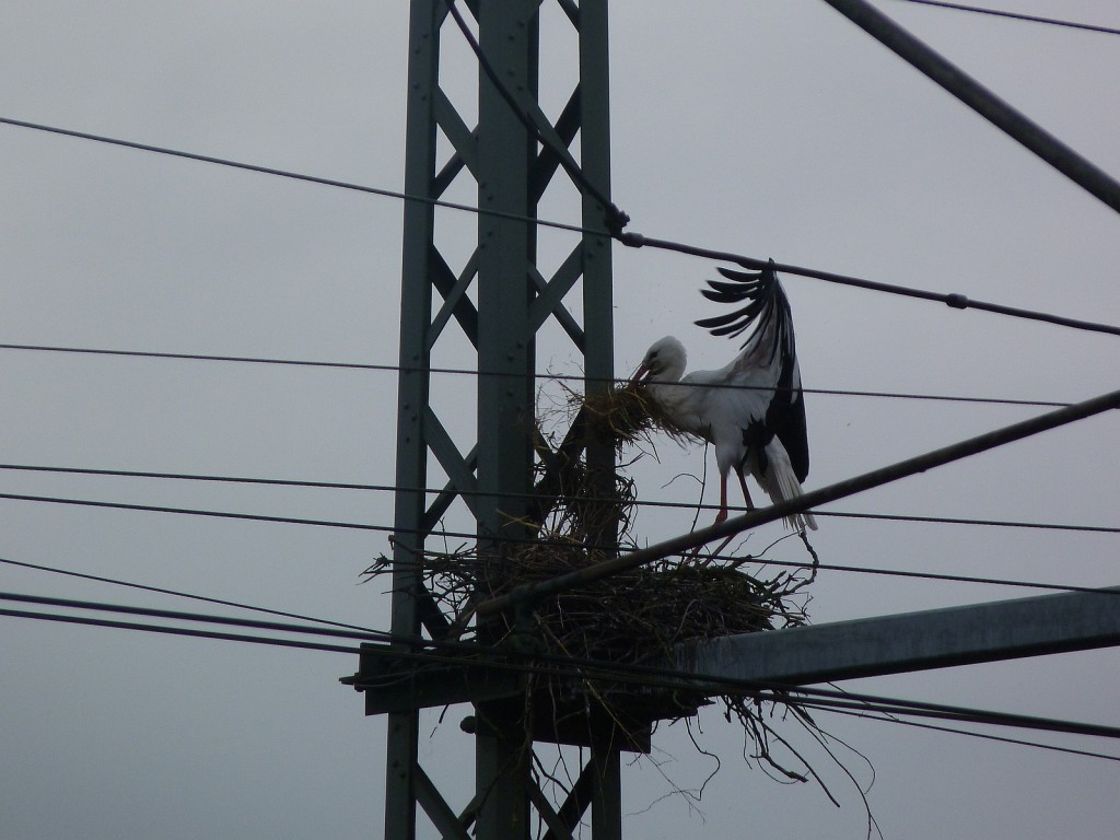 Storch im Anflug mit Baumaterial in Groß-Rohrheim