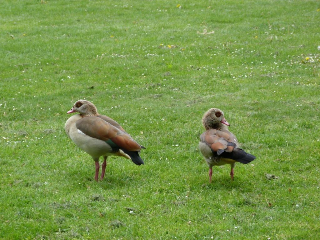 Nilgänse in Frankfurt am Main Unterliederbach