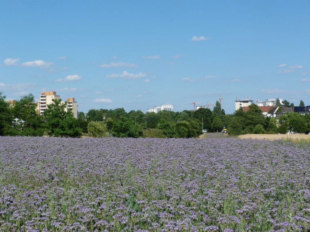 Unterliederbach, Blick von der Bahnlinie Höchst-Königstein nach Osten