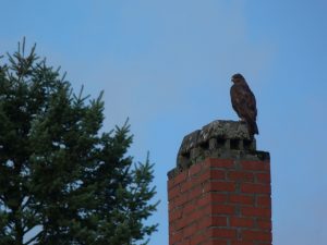 Raubvogel auf der Sieringstraße 17, Frankfurt am Main Unterliederbach