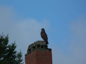 Raubvogel auf der Sieringstraße 17, Frankfurt am Main Unterliederbach