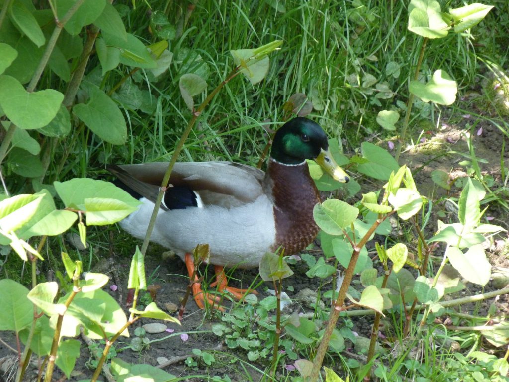 Erpel am Liederbach