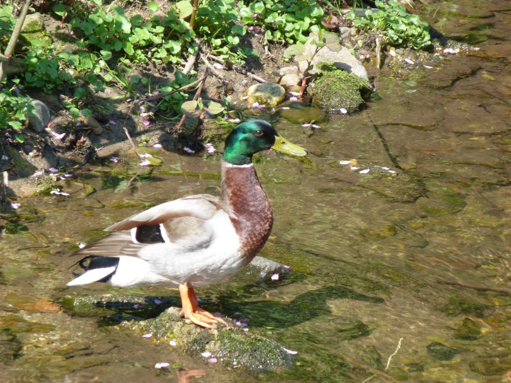 Erpel am Liederbach