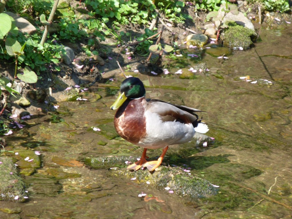 Erpel am Liederbach