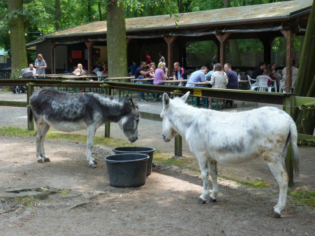 Esel im Kobelt-Zoo, Frankfurt am Main Schwanheim