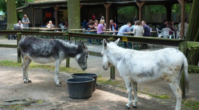 Esel im Kobelt-Zoo, Frankfurt am Main Schwanheim