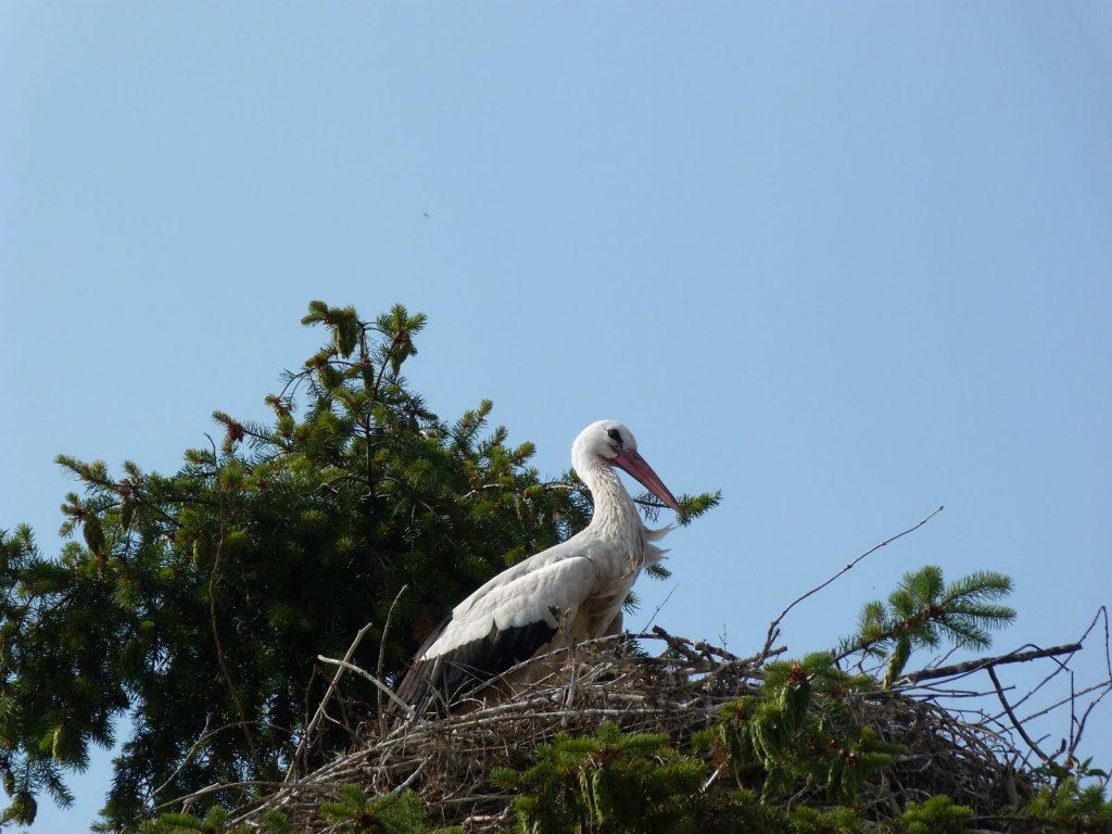 Storch in Groß-Rohrheim