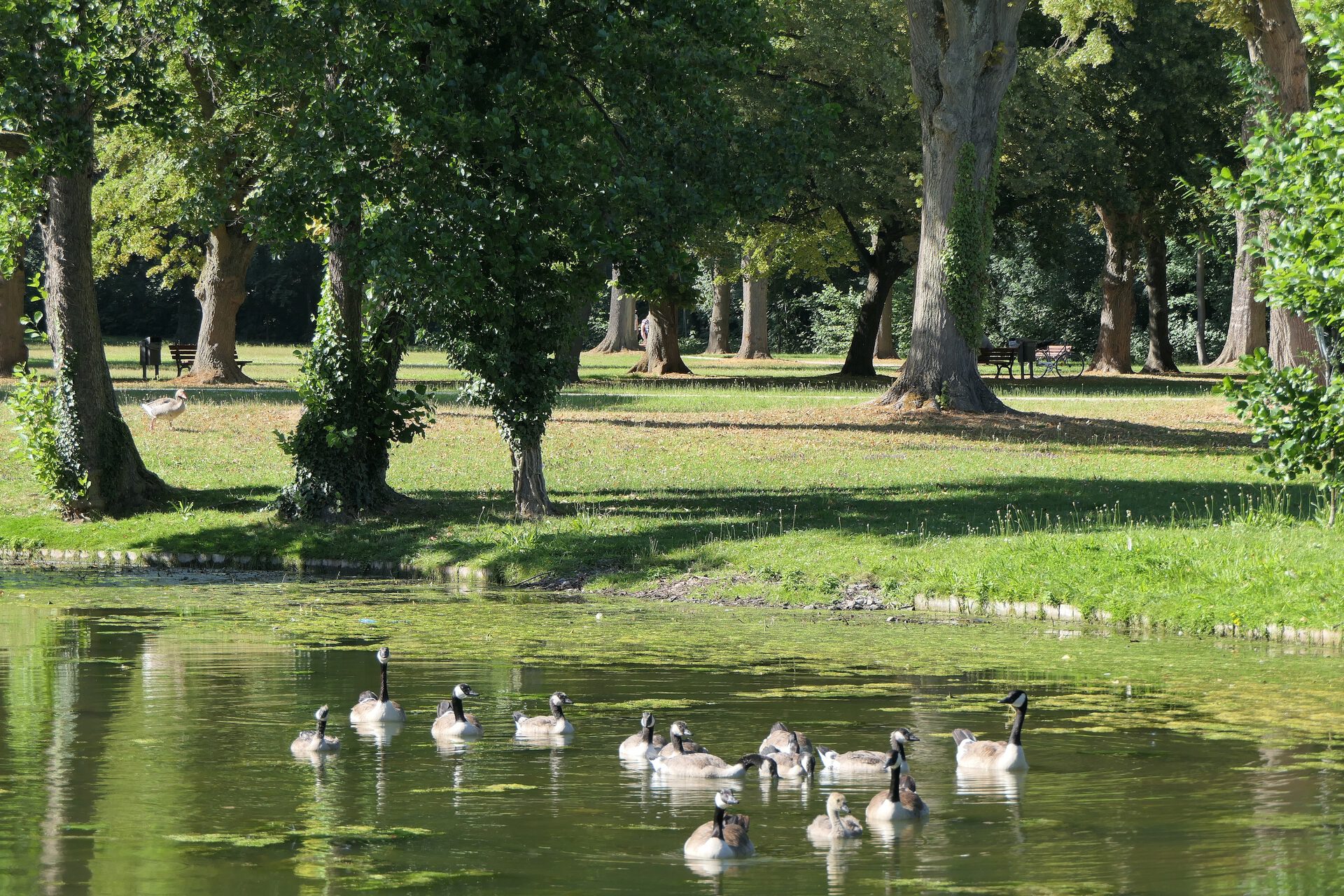 Kanadagänse - Familienausflug im Höchster Stadtpark