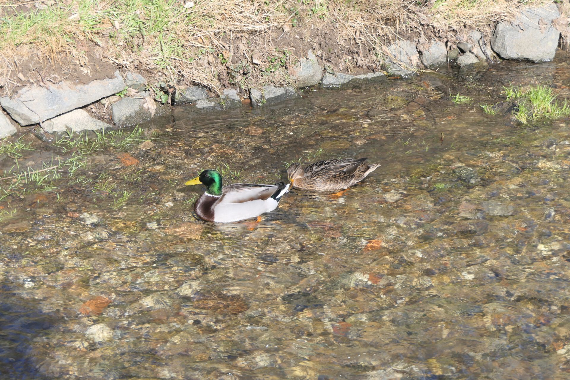 Entenpaar in Liederbach