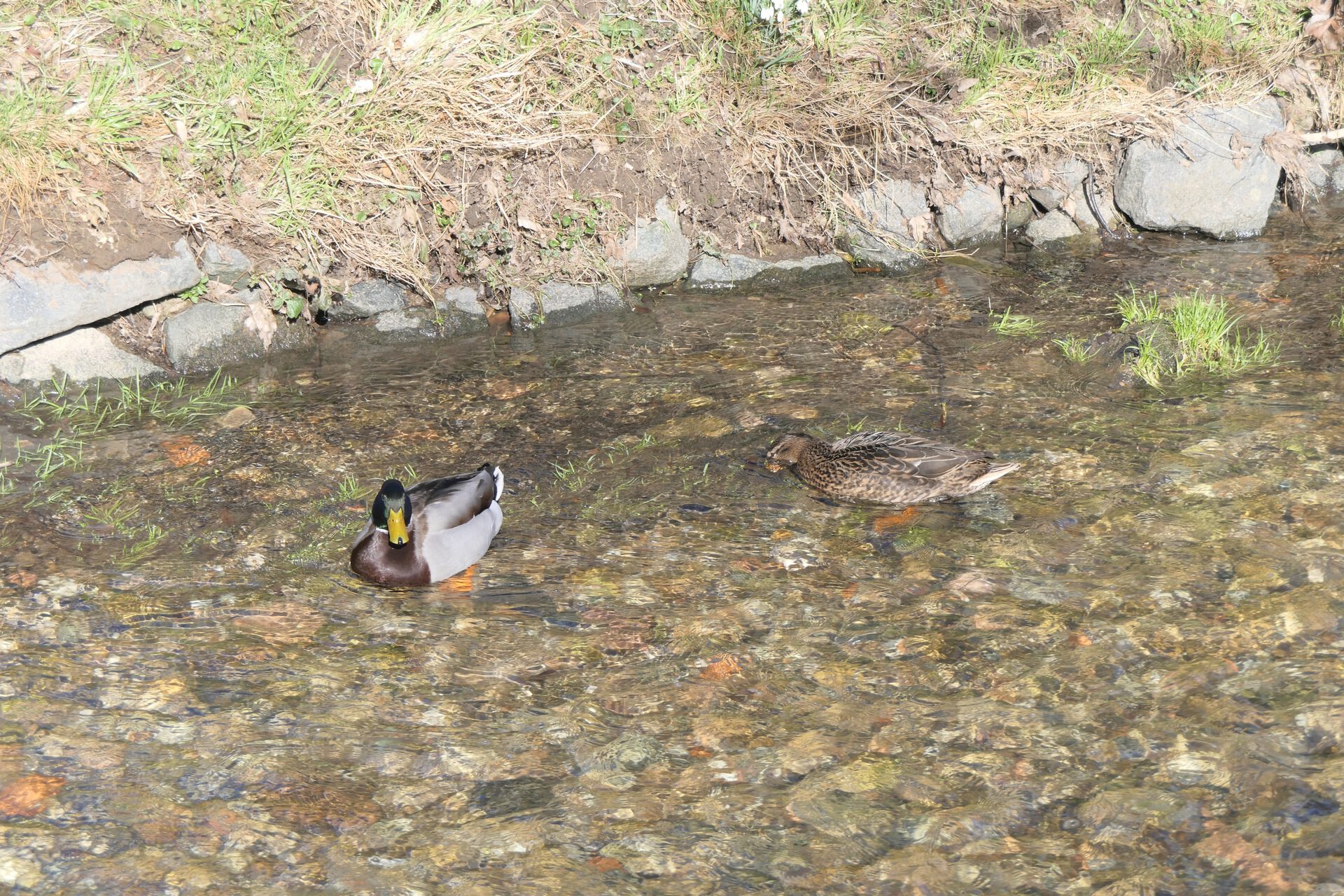 Entenpaar in Liederbach