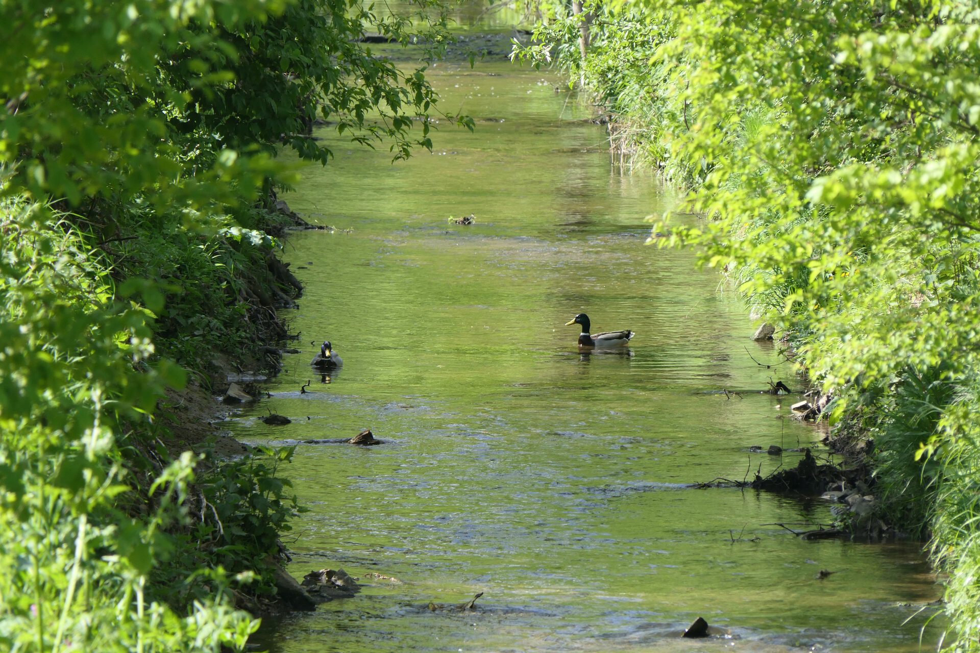 Enten auf dem Sulzbach