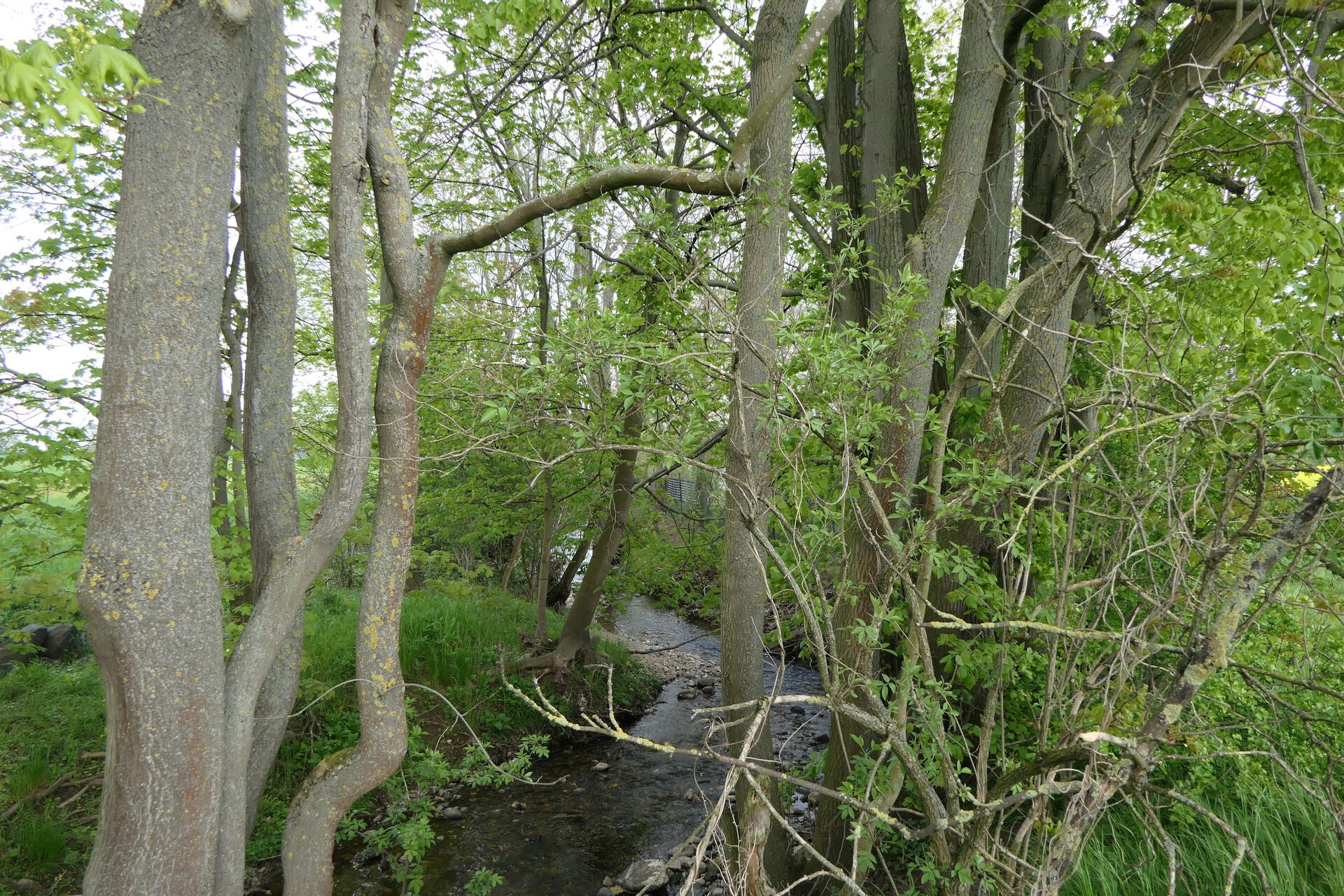 Der Liederbach zwischen Liederbach und Unterliederbach (Stadtteil von Frankfurt am Main)