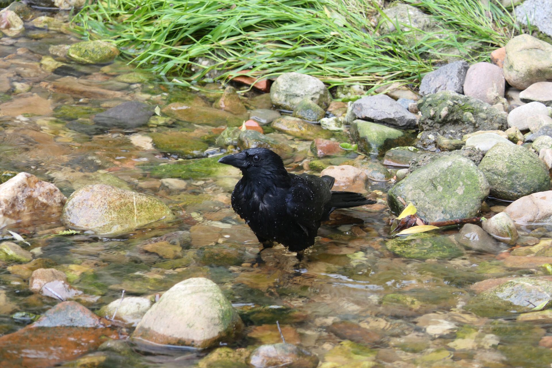 Bad im Liederbach