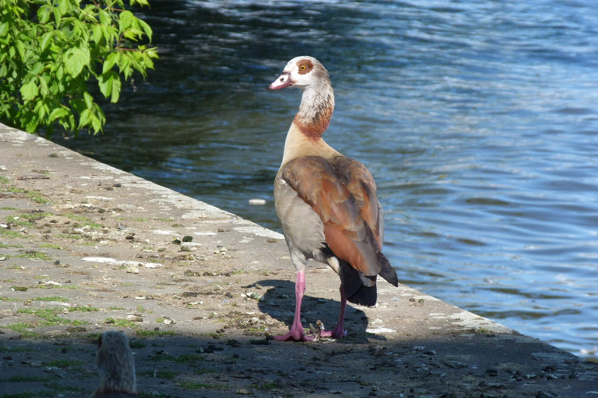 Nilgans in Frankfurt am Main