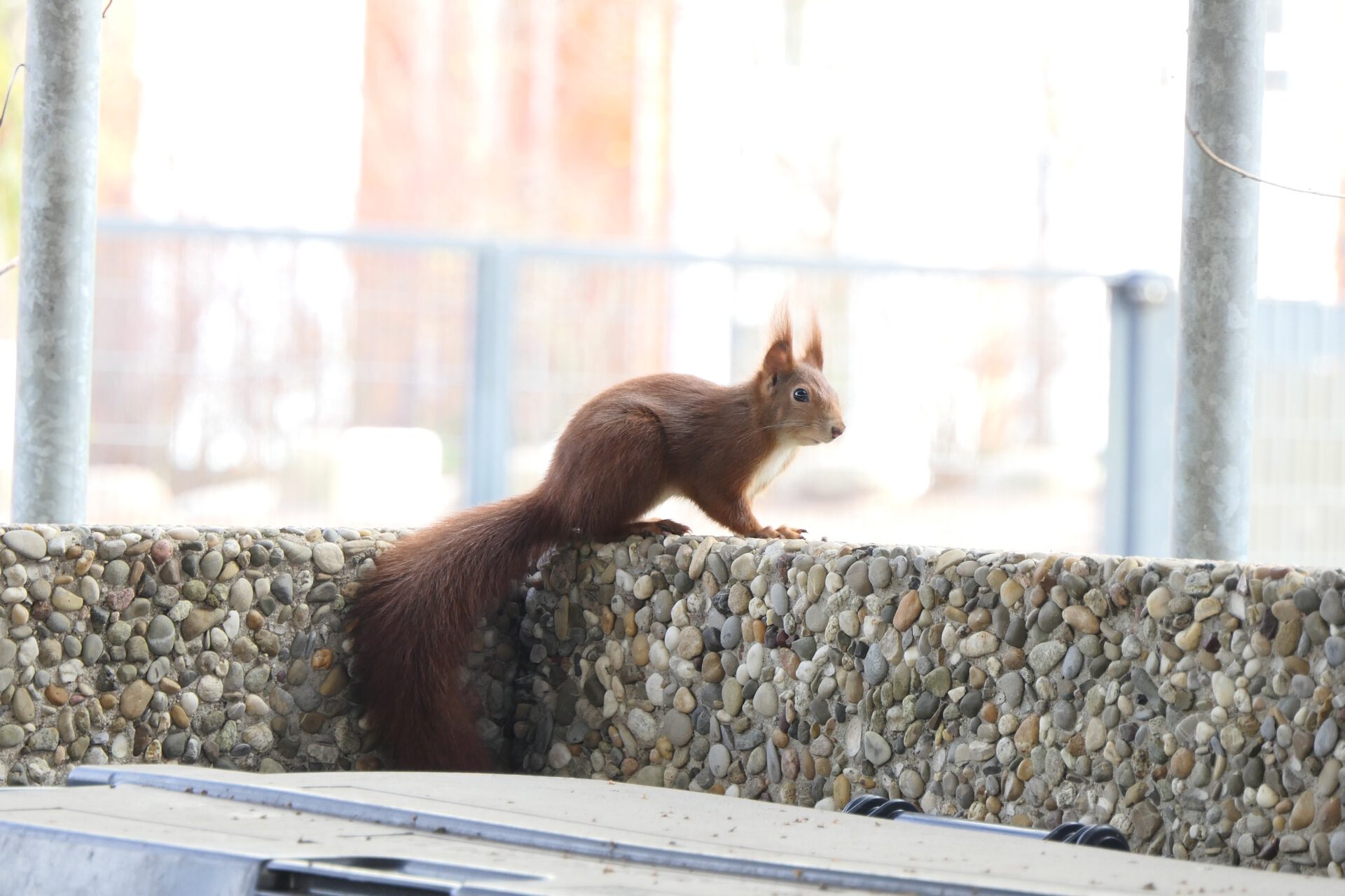 Eichhörnchen, Sieringstraße