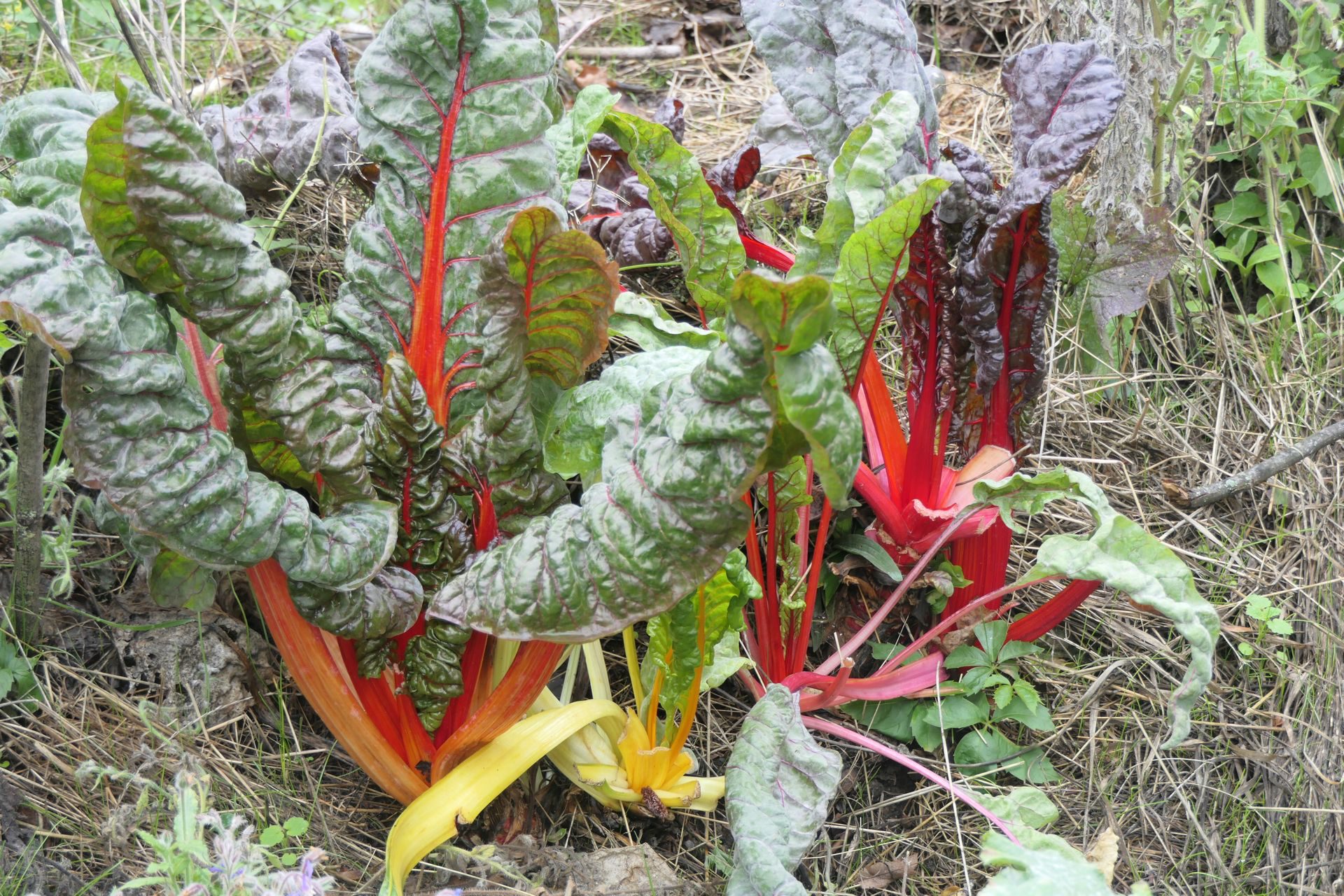 Frankfurt am Main Unterliederbach, Teutonenweg, Permagarten