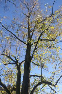 Herbst in der Sieringstraße