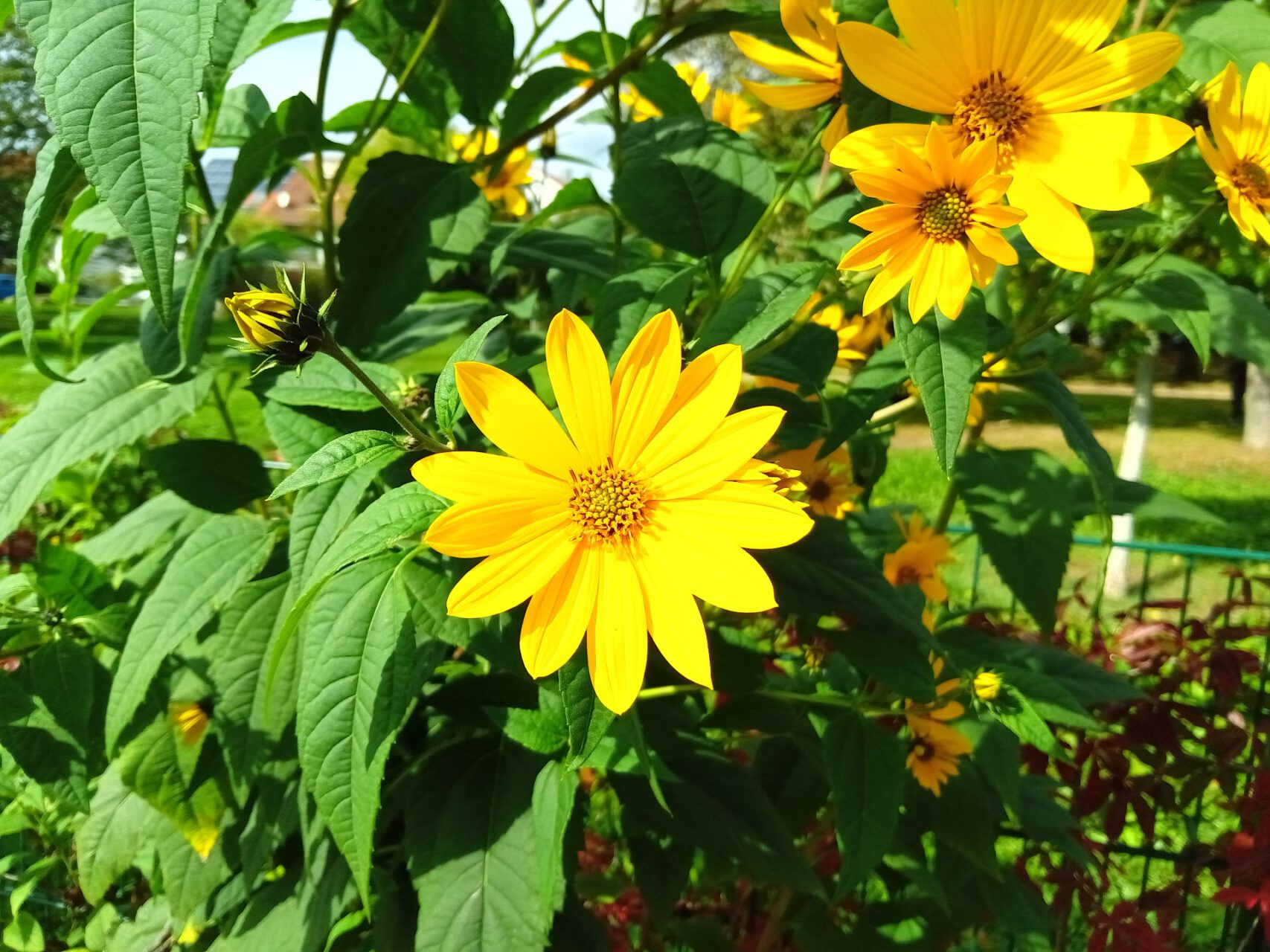 Blüte am Zaun, Euckenstraße