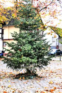 Unterliederbach, Marktplatz, Weihnachtsbaum