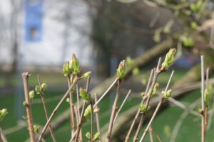 Frankfurt am Main, Unterliederbach, Sieringstraße, Frühling