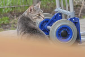 Büdschen Engelsruh‘, Frankfurt am Main, Unterliederbach, Katze