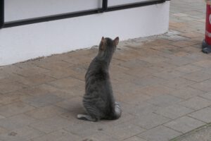 Büdschen Engelsruh‘, Frankfurt am Main, Unterliederbach, Katze