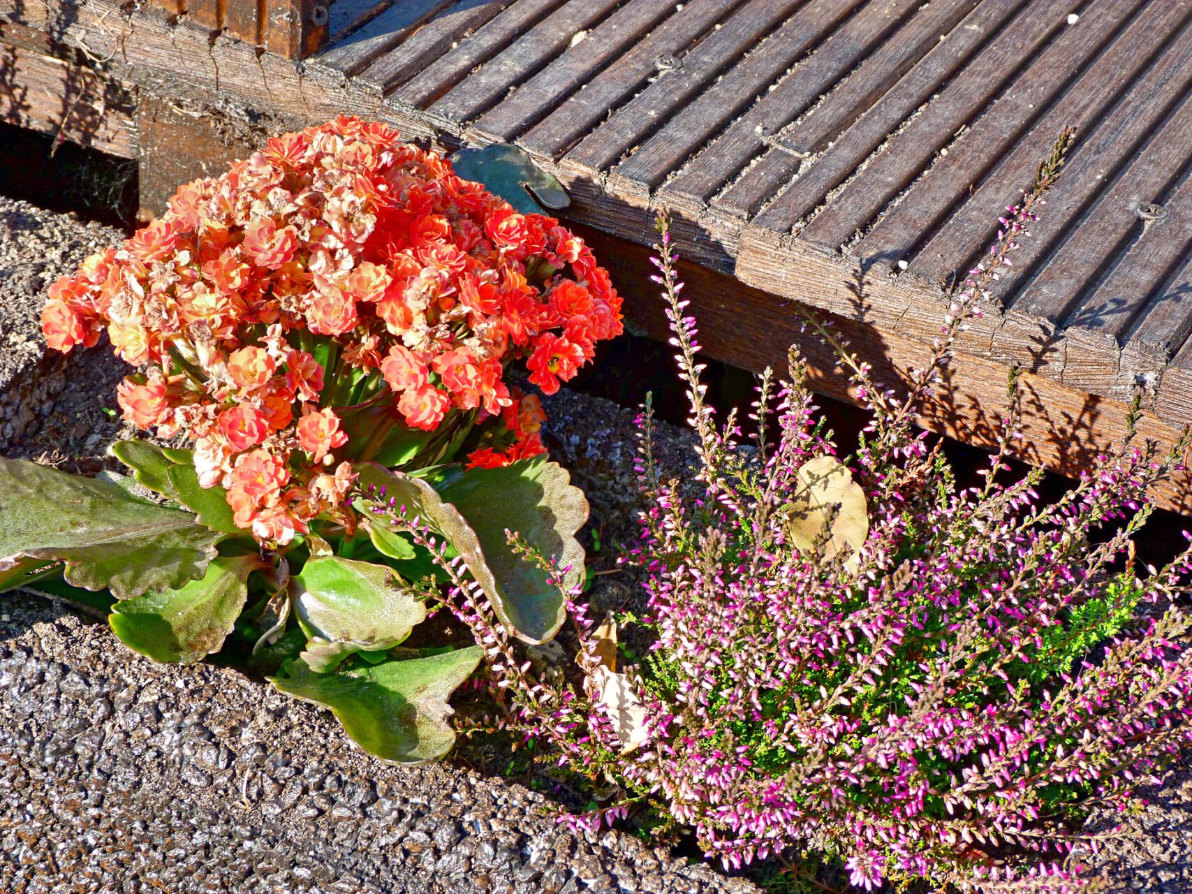 Frankfurt am Main, Unterliederbach, Haltepunkt, Pflanzen