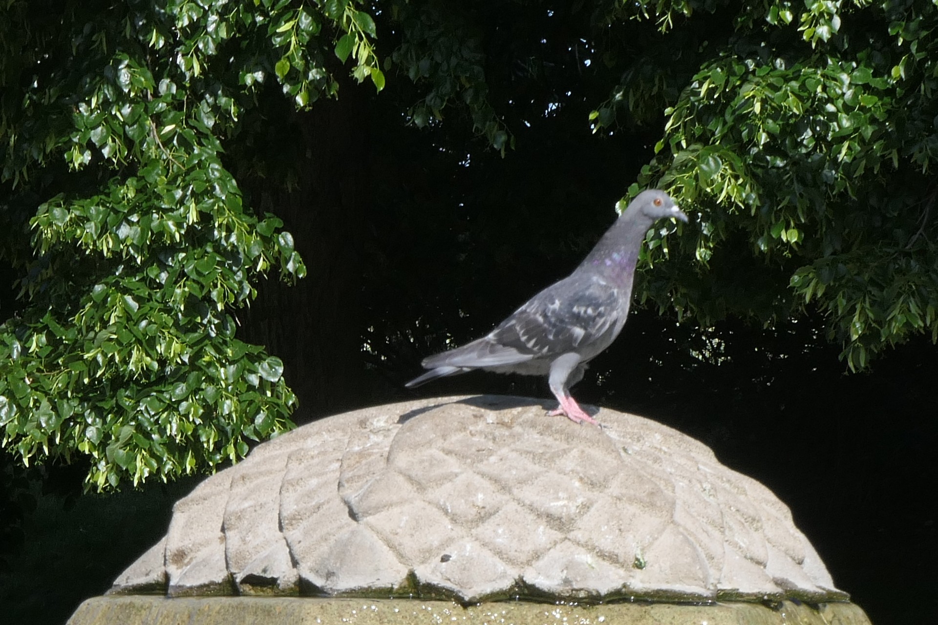 Frankfurt am Main, Höchst, Bruno-Asch-Anlage, Seilerbrunnen, Taube