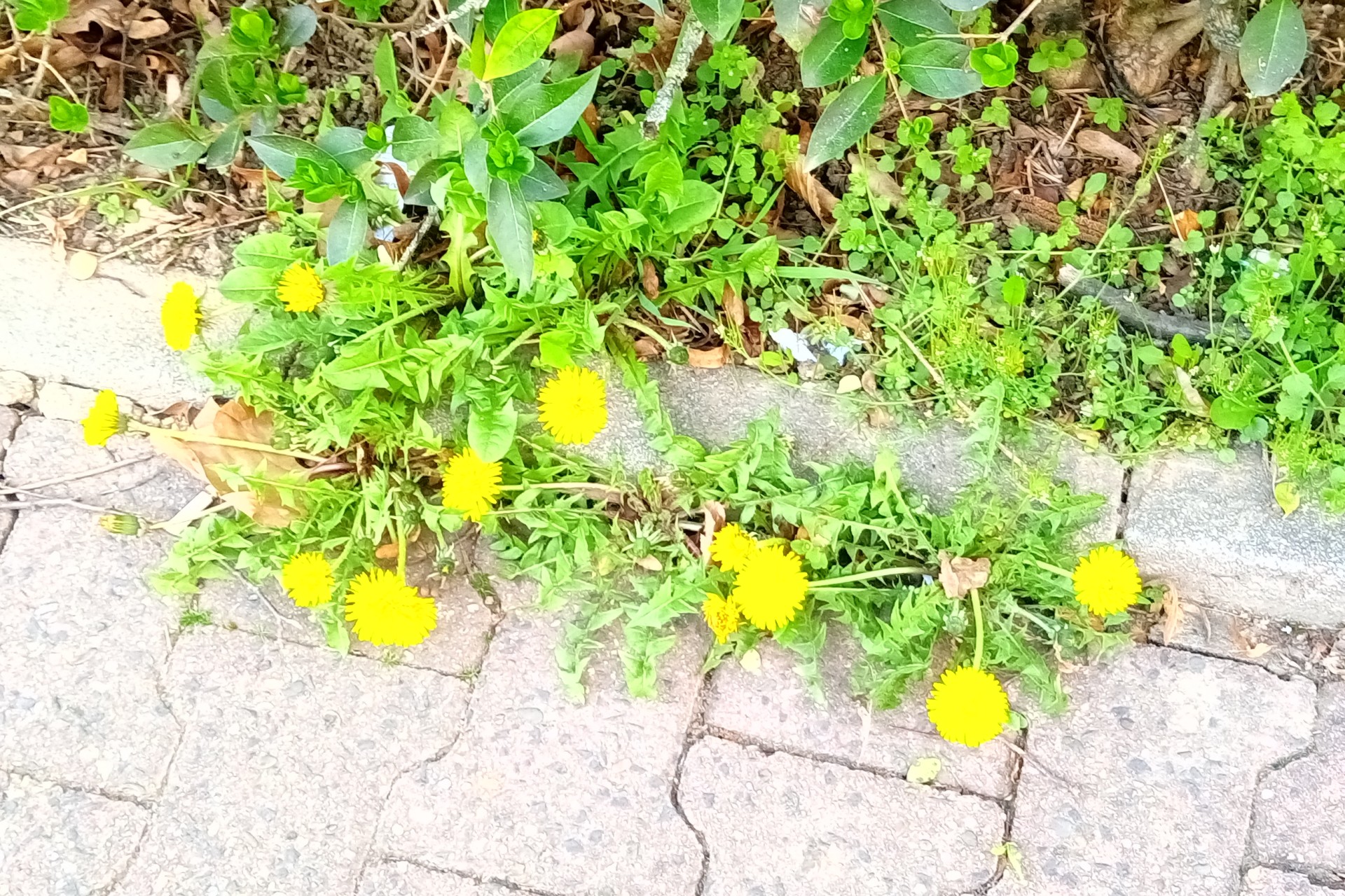 Frankfurt am Main, Unterliederbach, Sieringstraße, Löwenzahn