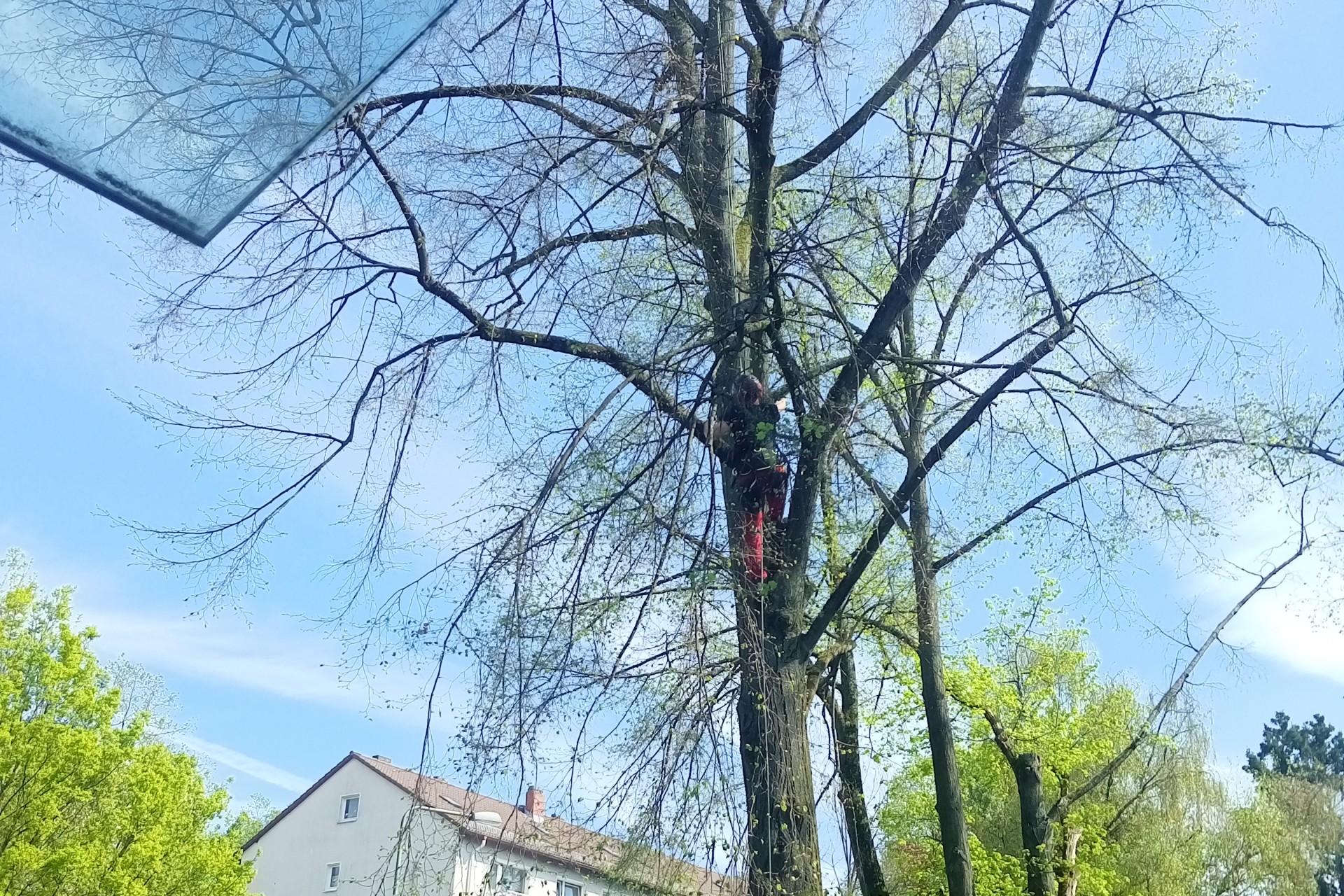 Frankfurt am Main, Unterliederbach, Sieringstraße, Baumbeschnitt