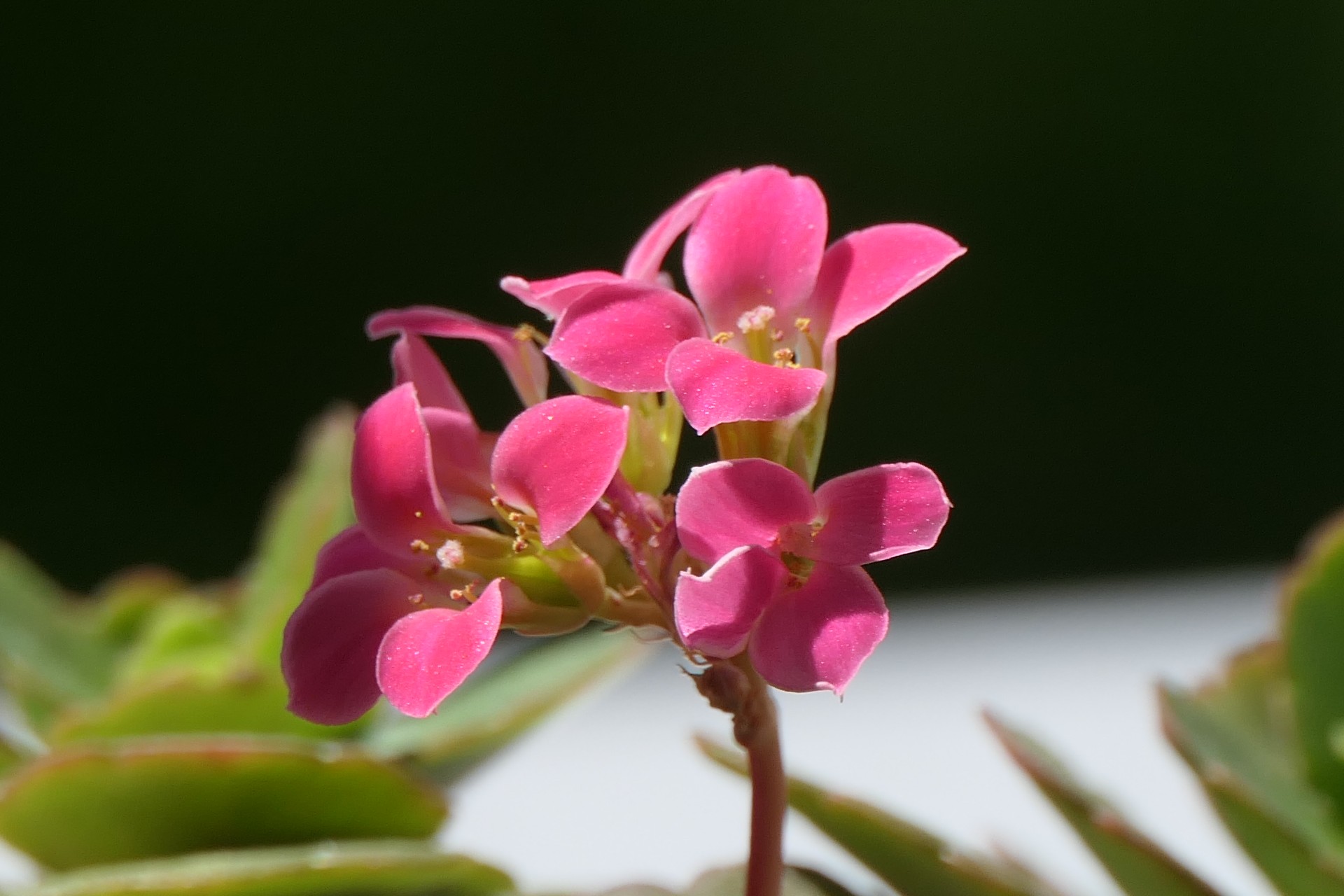Frankfurt am Main, Unterliederbach, Blüte, Flammendes Käthchen