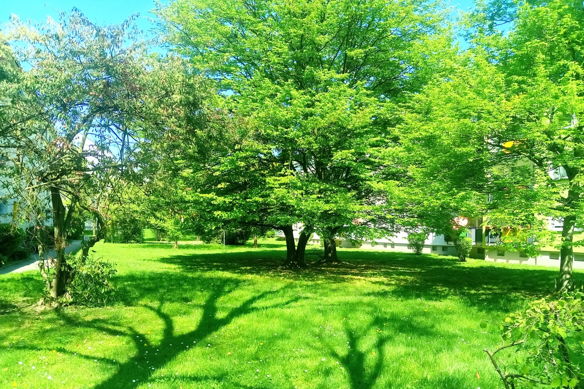 Frankfurt am Main, Unterliederbach, Sieringstraße, Grün