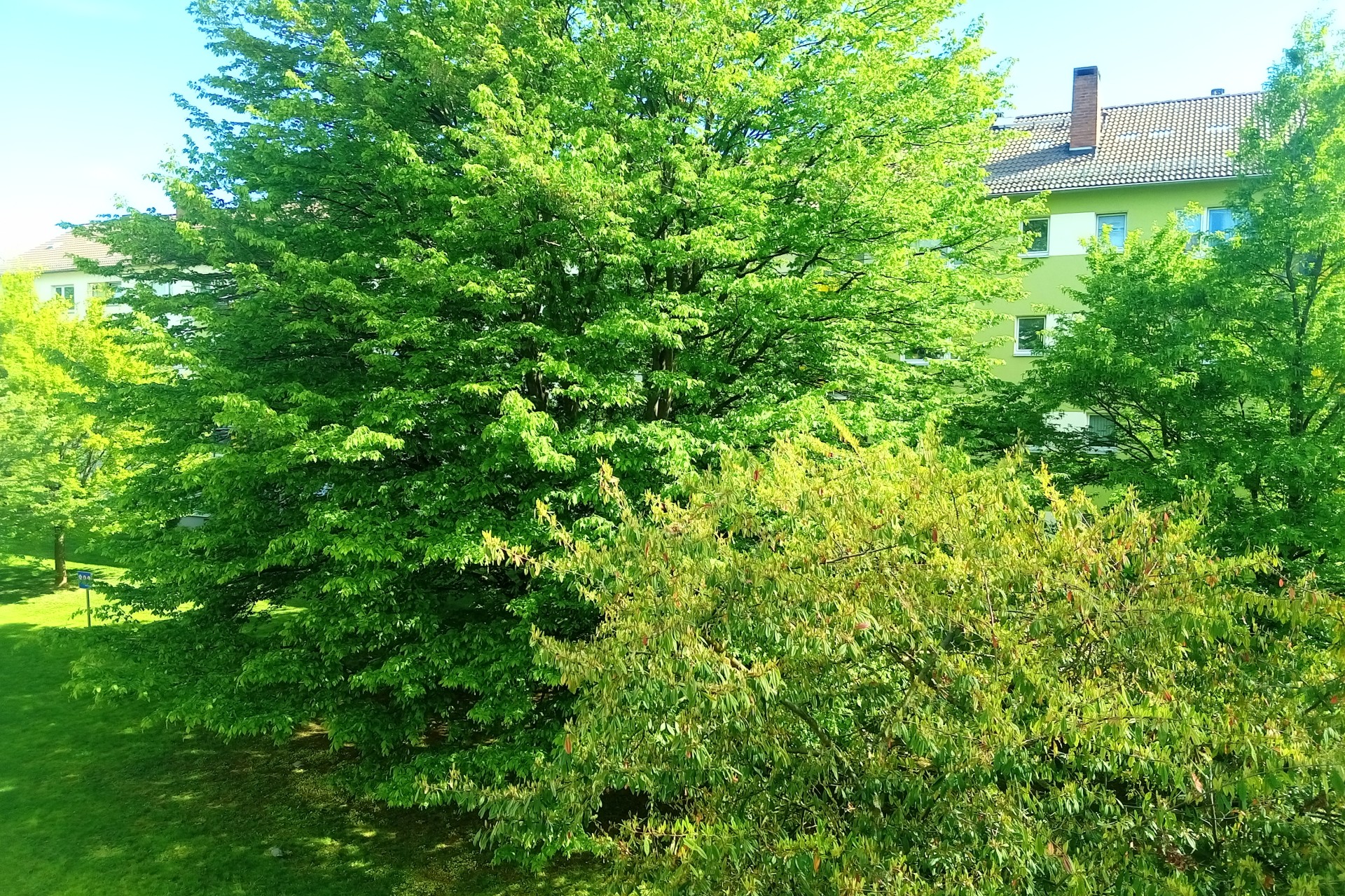 Frankfurt am Main, Unterliederbach, Sieringstraße