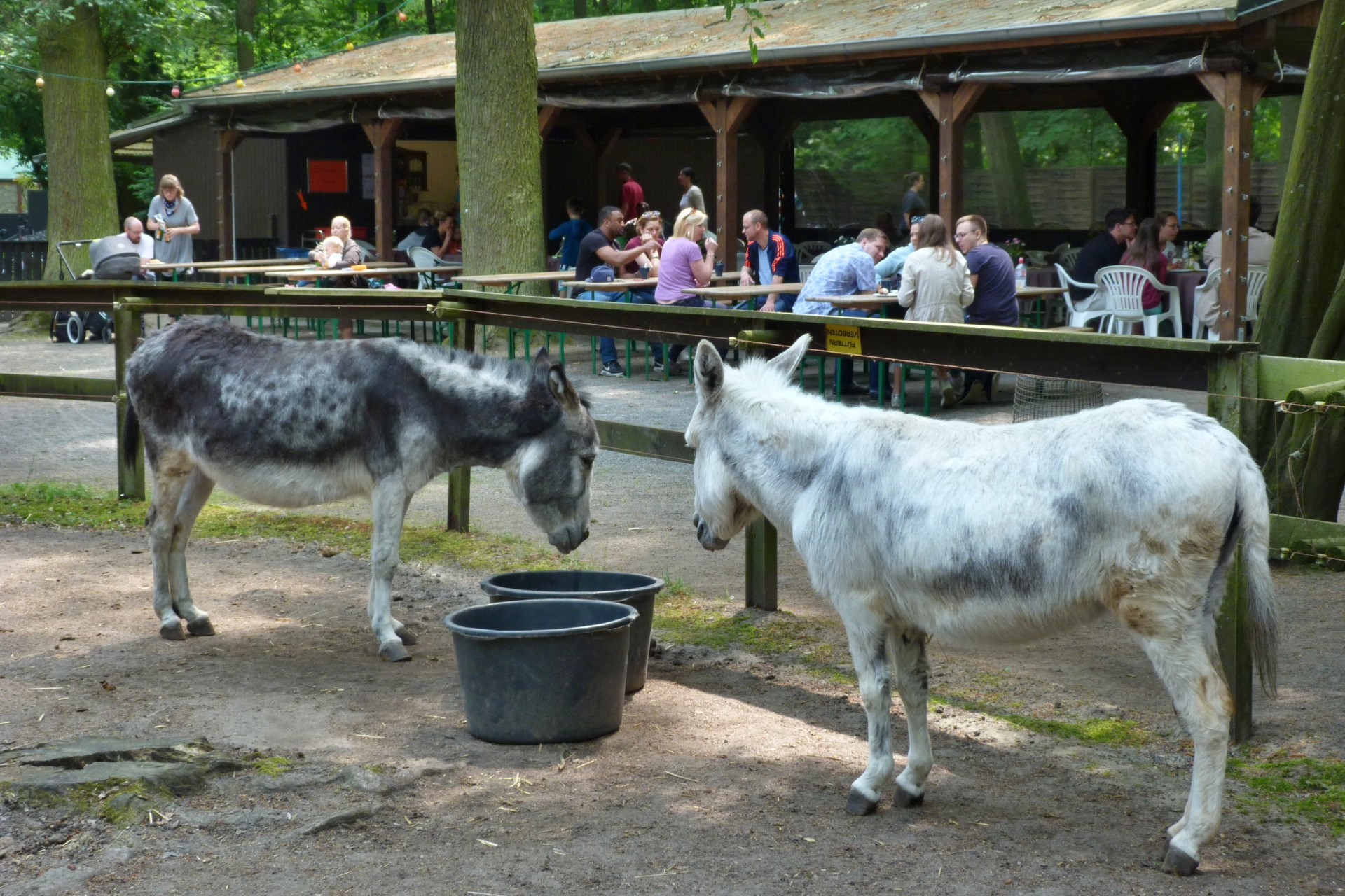 Frankfurt am Main, Schwanheim, Kobelt-Zoo, Esel