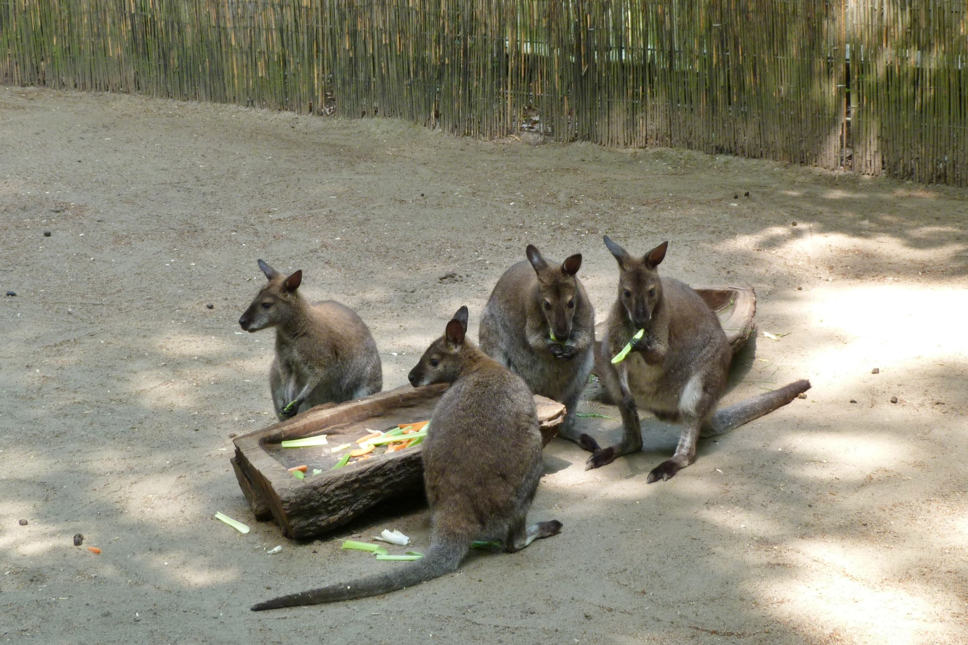 Frankfurt am Main, Schwanheim, Kobelt-Zoo, Känguru