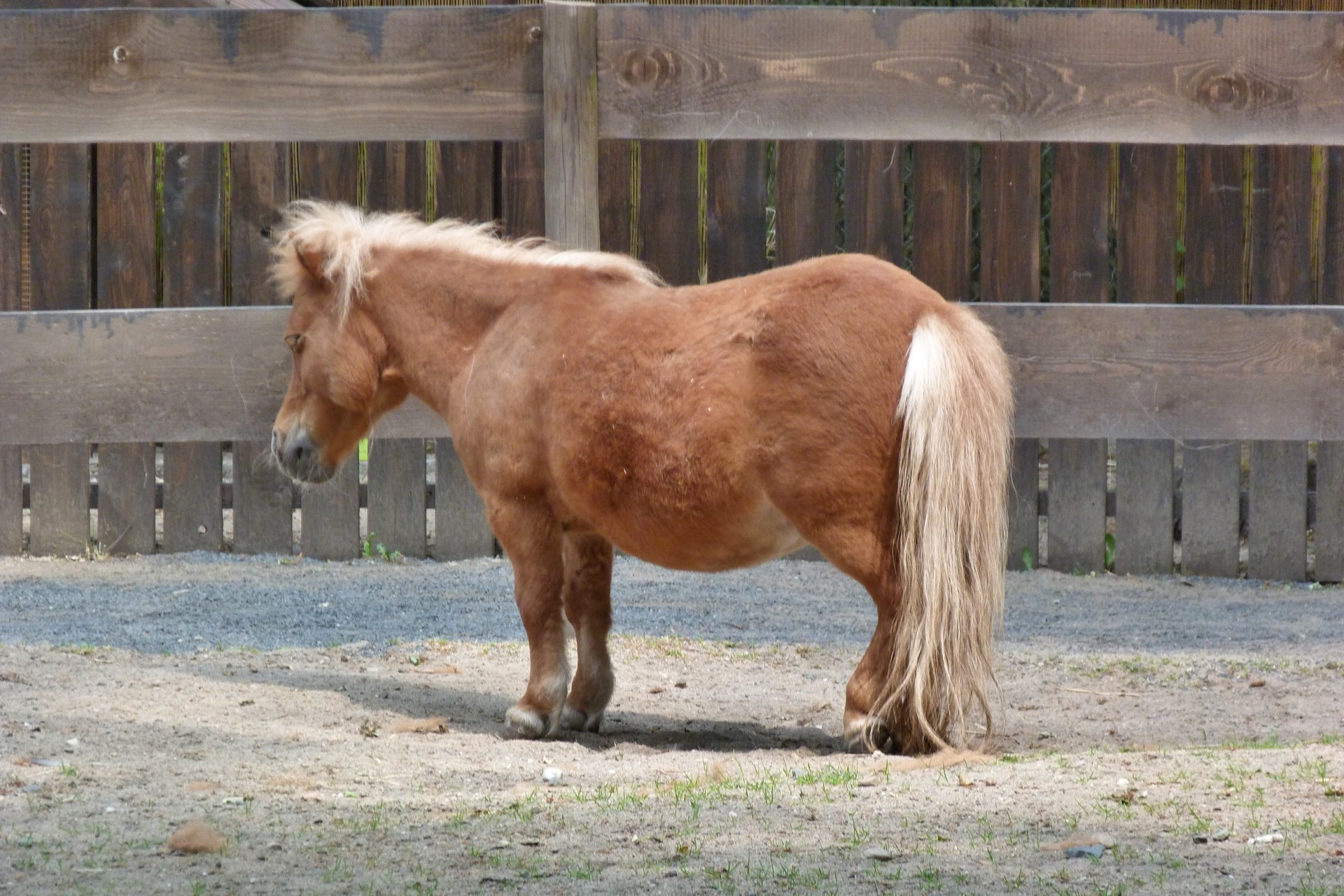 Frankfurt am Main, Schwanheim, Kobelt-Zoo, Pony