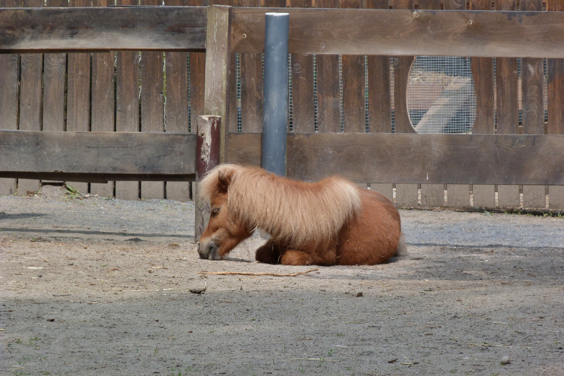 Frankfurt am Main, Schwanheim, Kobelt-Zoo, Pony