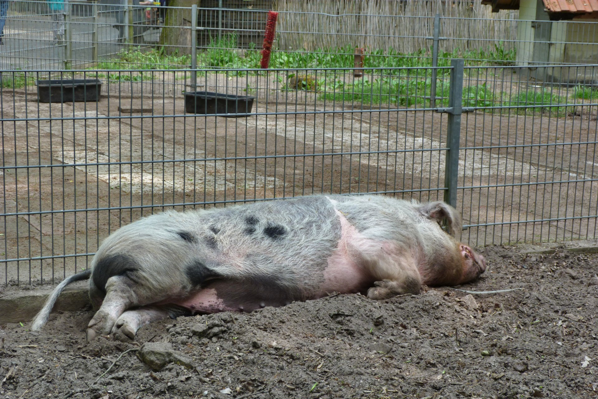 Frankfurt am Main, Schwanheim, Kobelt-Zoo, Schwein