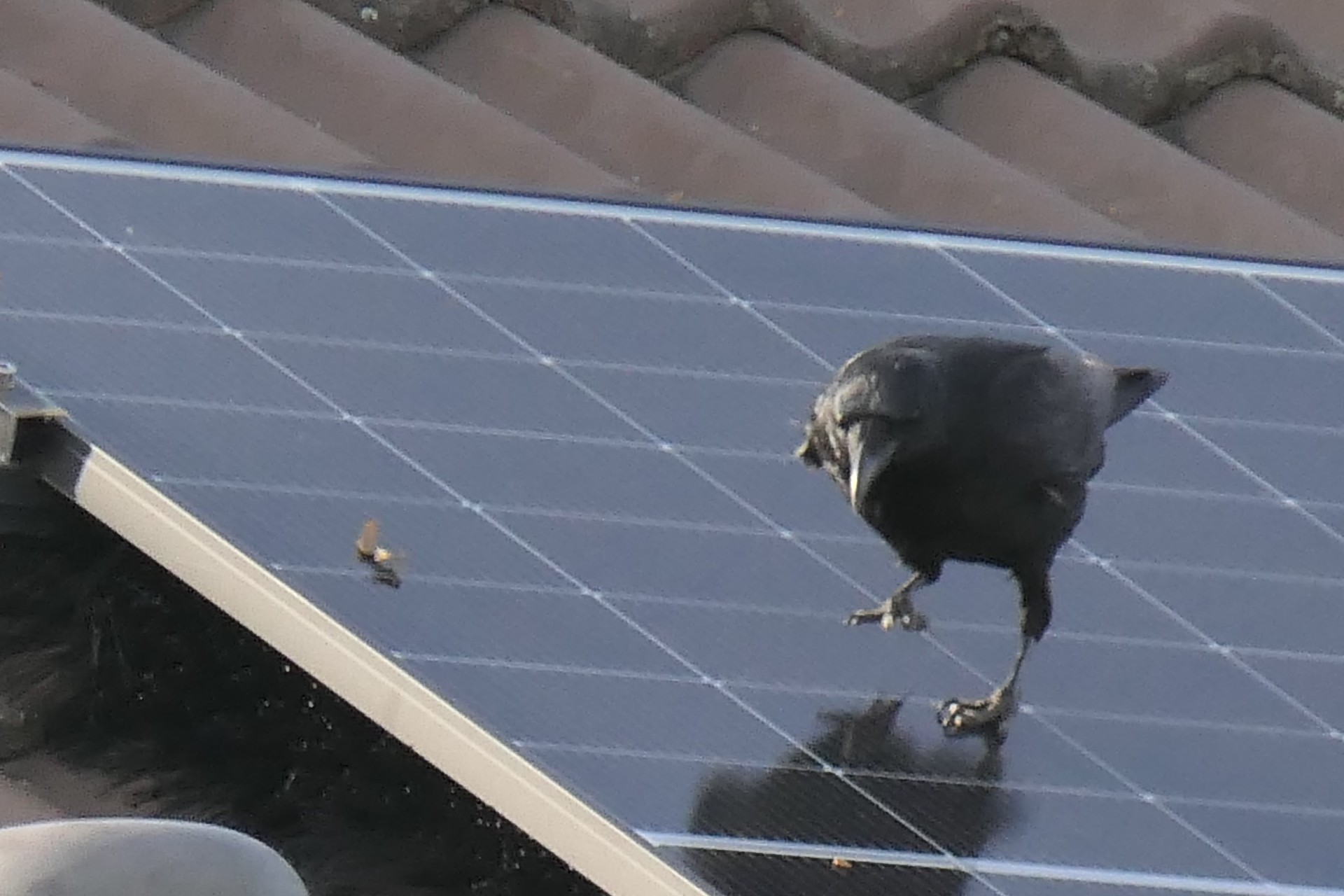Frankfurt am Main, Unterliederbach, Photovoltaik, Rabenvogel